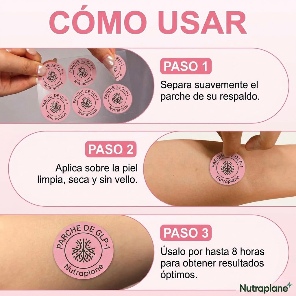 Plan berberina completo